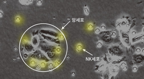 NK세포 높은 활성도