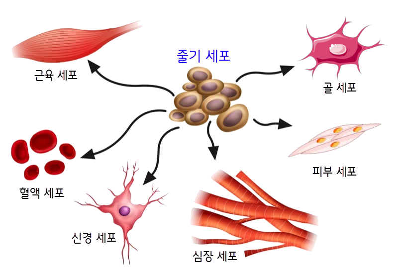 Benefits of Stem Cell Therapy